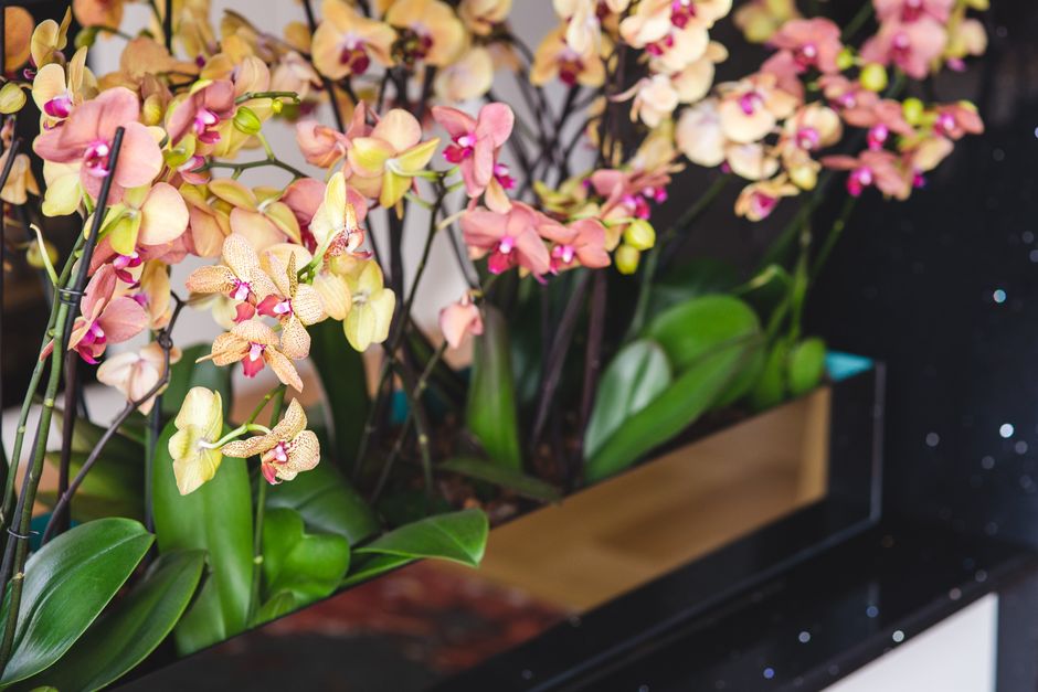 A close-up view of a floral arrangement featuring pink and cream Phalaenopsis orchids with spotted petals, set in a rectangular wooden and glass container. The orchids have long, slender green stems a